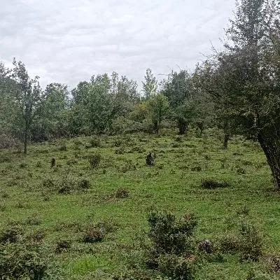 زمین باغی در طرح هادی