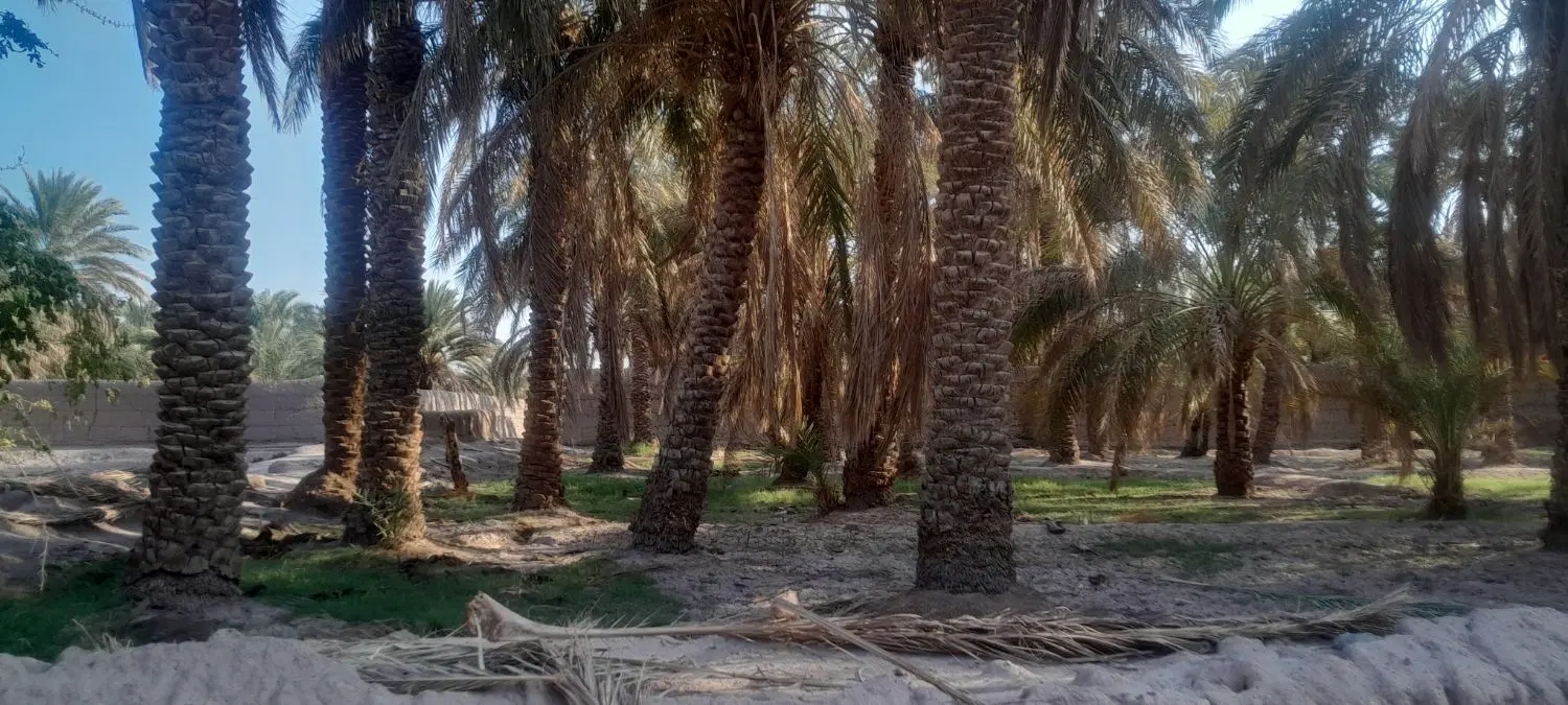 باغ خرما در اسفیکان