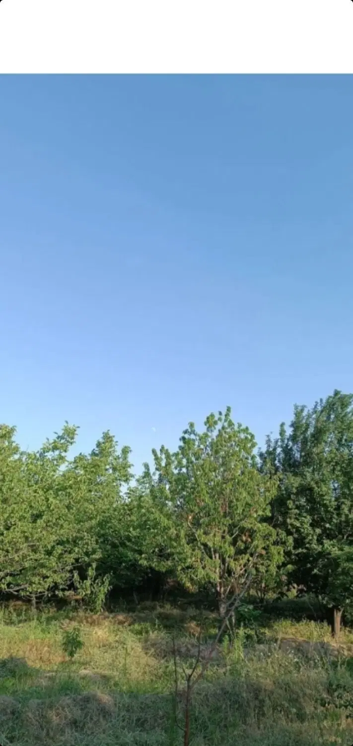 باغ انگور  مراغه  روستای ورجوی