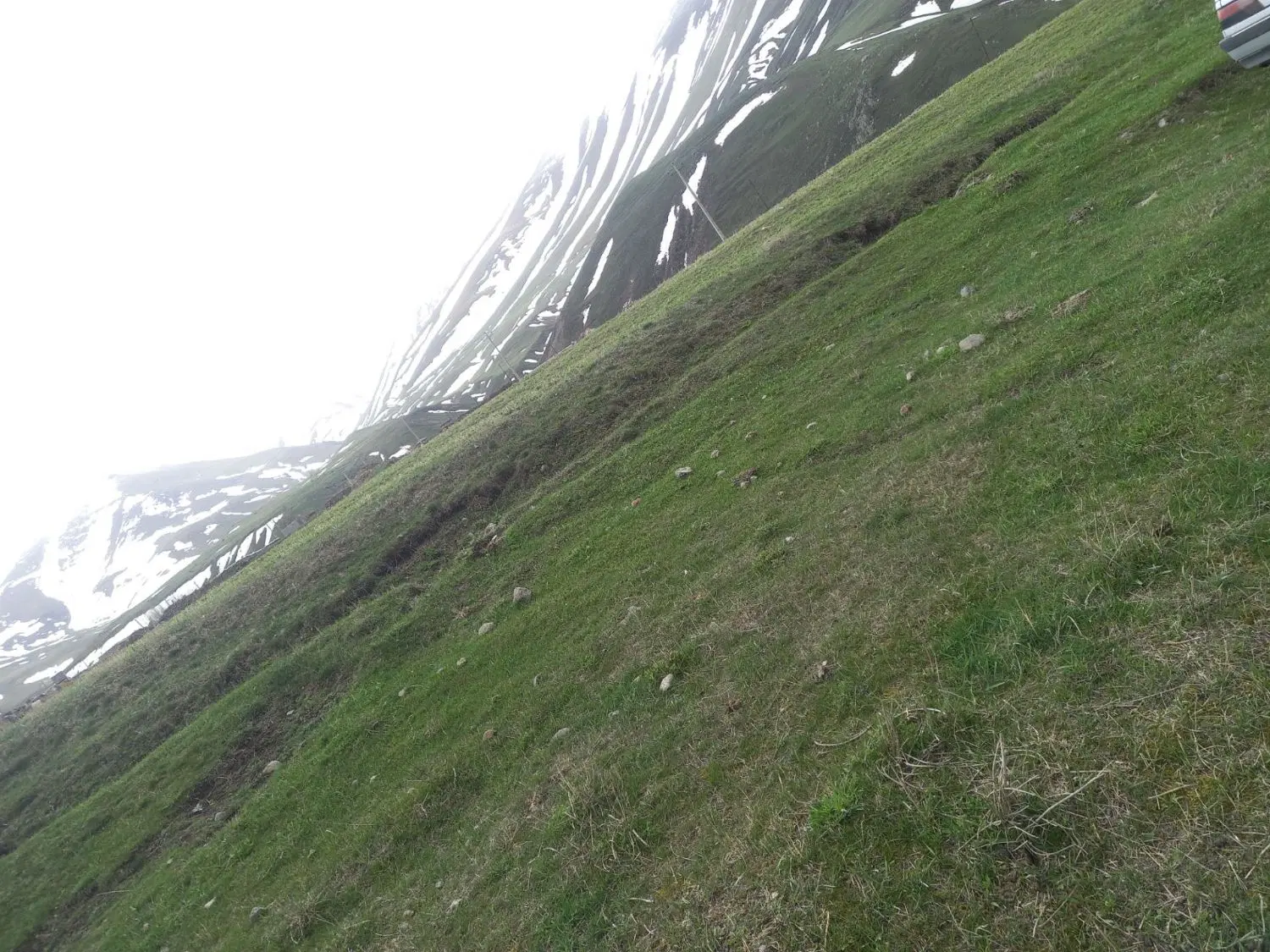 موییل یولی کوچه چمران ۲