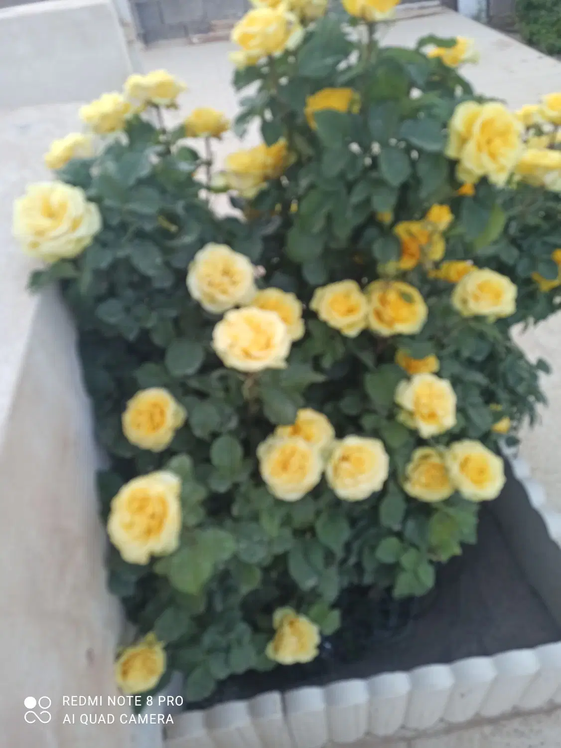 باغ در جاده ملایر