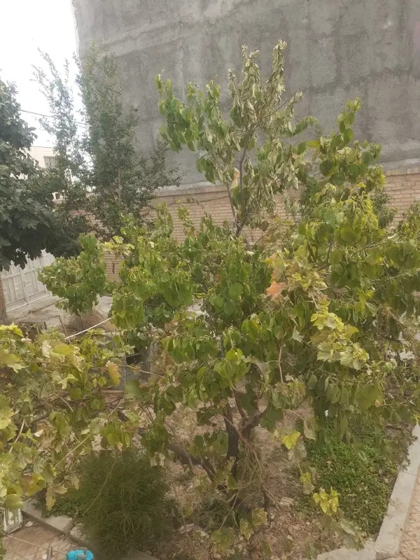 اجاره علف چر وکلش
