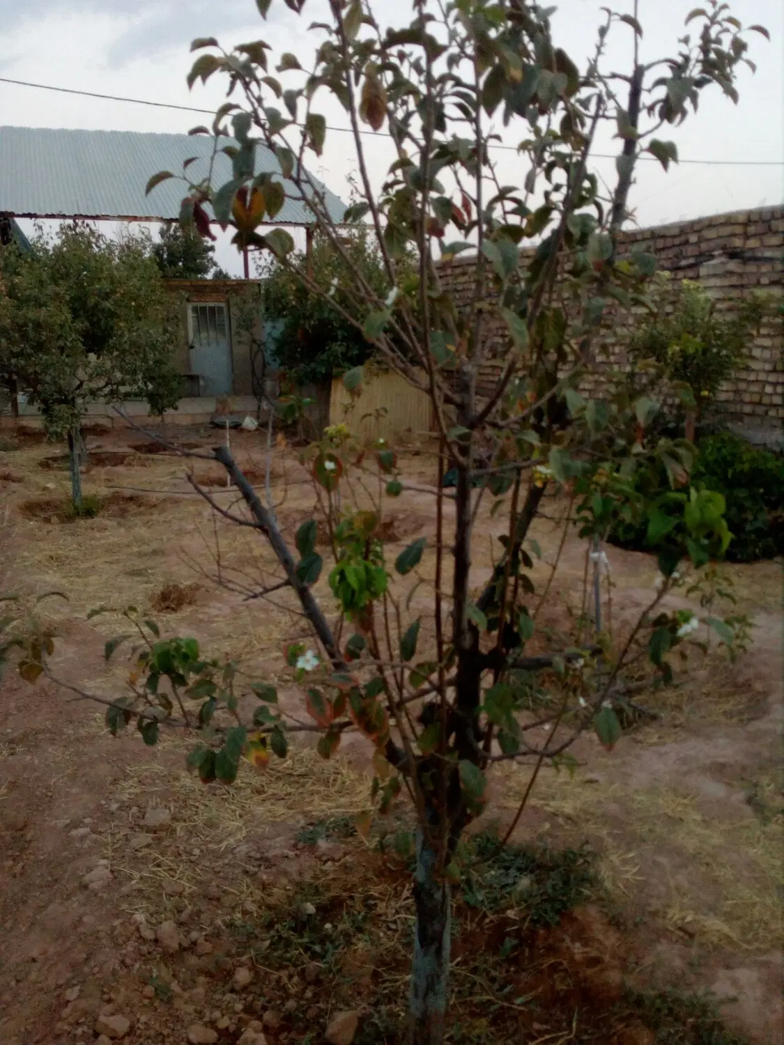 مغازه فروشی 17متری