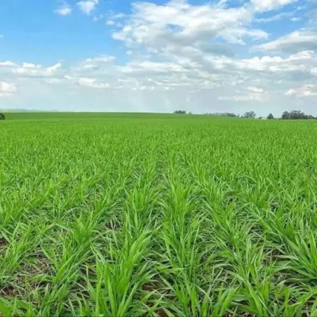 ۲_۵ هکتار زمین صحرای کلاچو