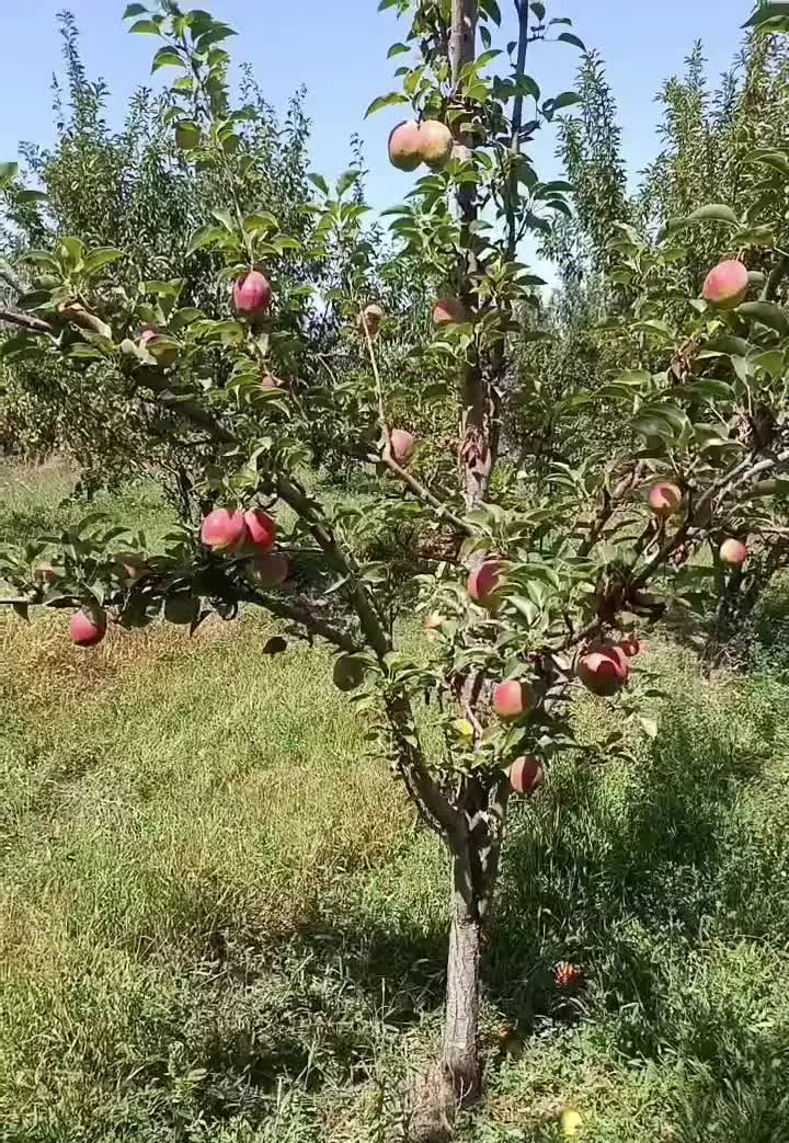 باغچه روستای گیجلر