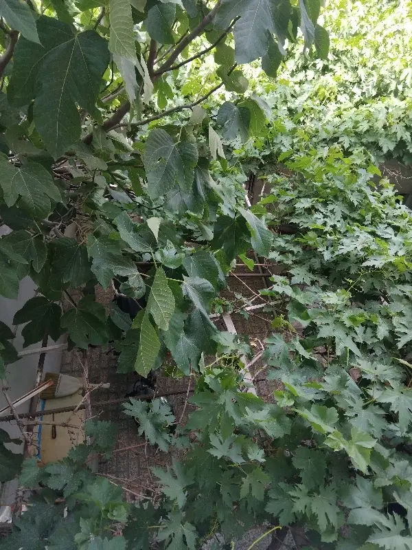 خانه ویلایی ۱۷۰ متری