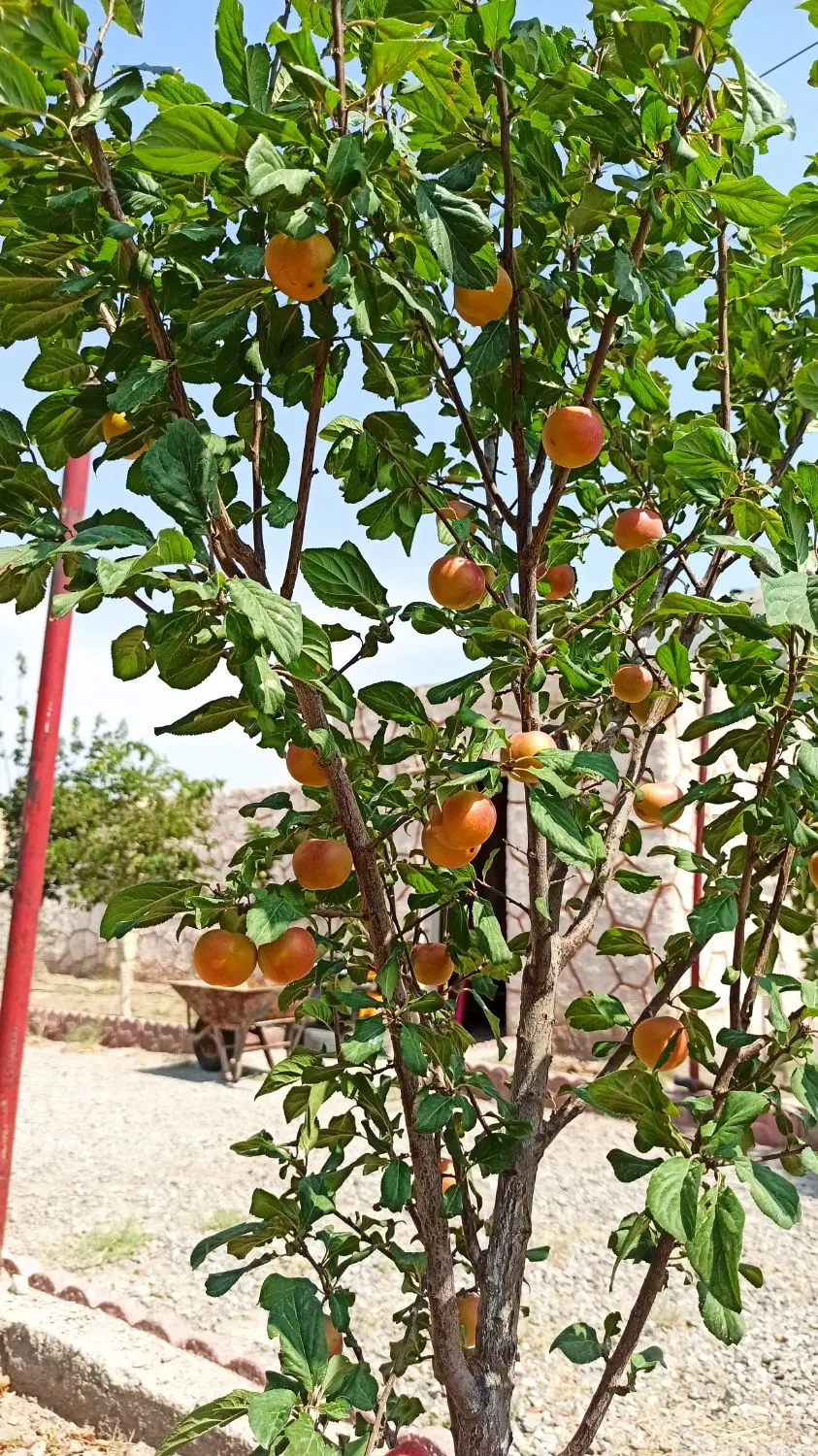 باغ ۱۴۰۰ متری در شیخ حسن با سند شش دانگ