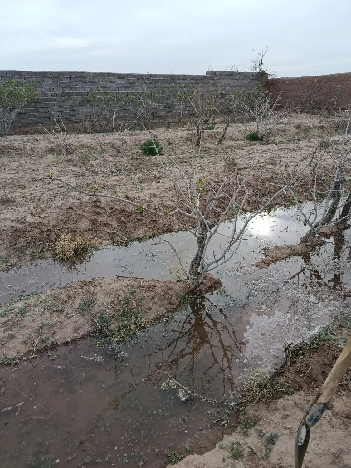 زمین جهت ویلاسازی با آب ودرخت