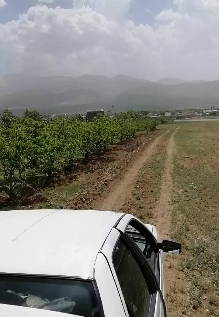 باغ زردالو