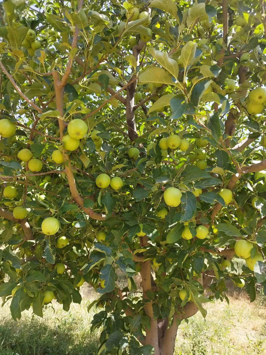 اجاره باغ سیب25ساله