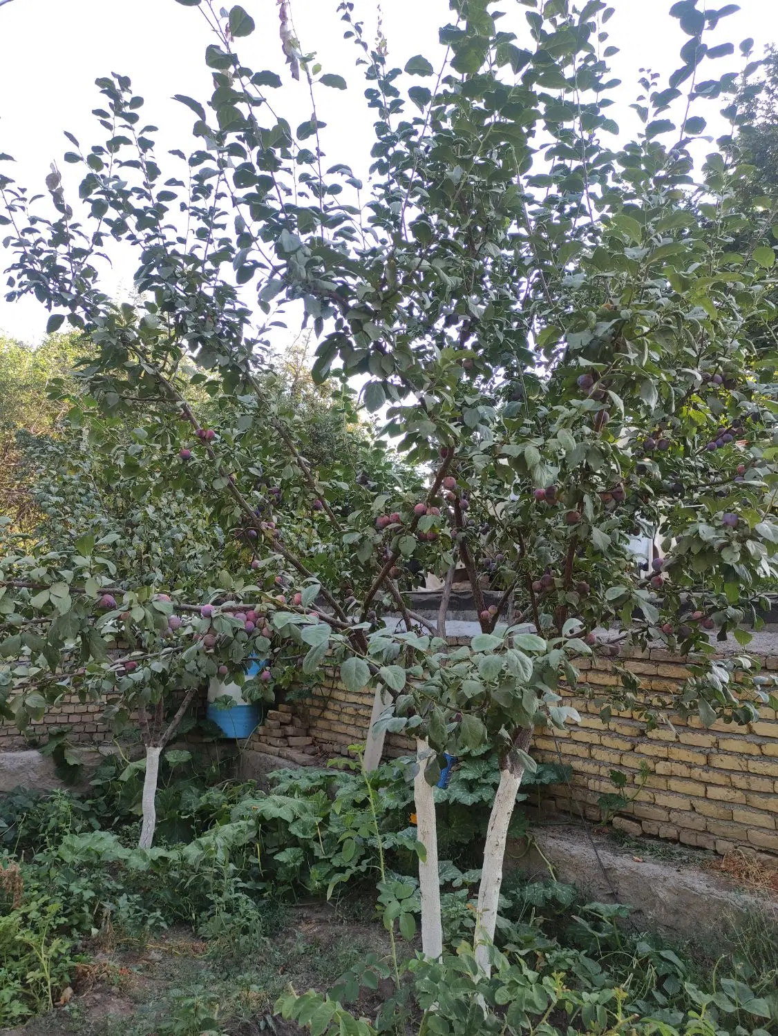 باغ