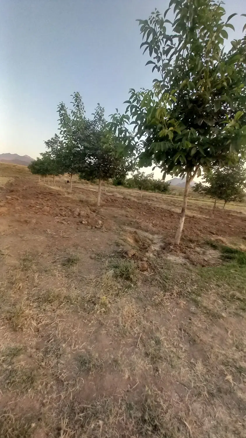 باغچه گردو