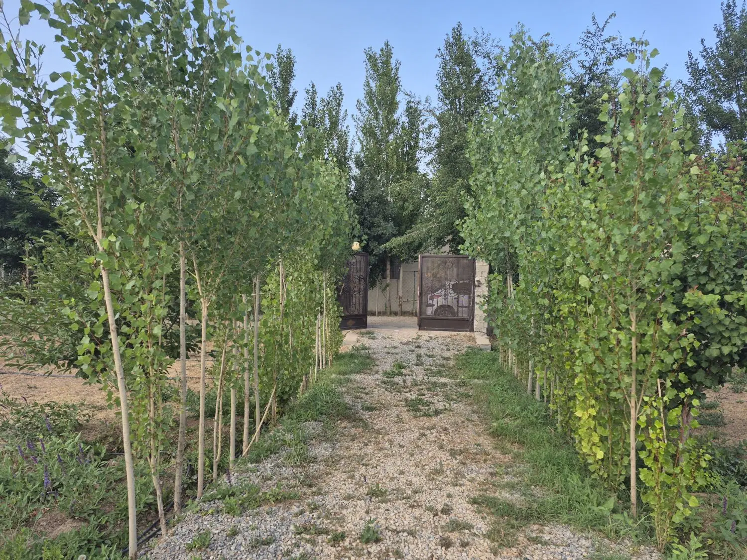 خونه باغ فیروزکوه
