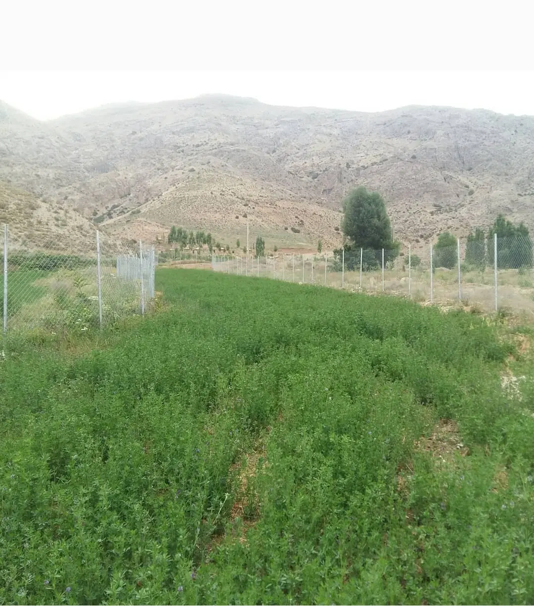 ۸۶۰ متری بر اصلی آسفالت تنگه واشی