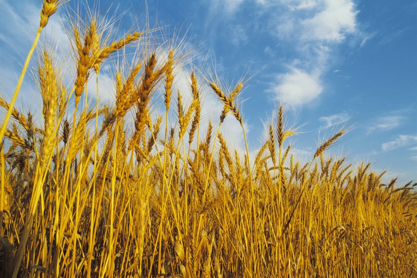 ۲۴ هکتار روستای بلمانه در ماهیدشت زمین دیم