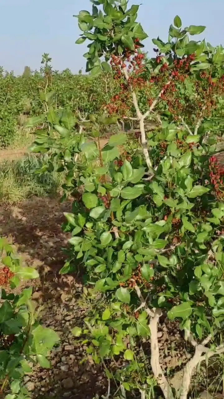 فروش زمین و باغ پسته درجه ۱ بختگان