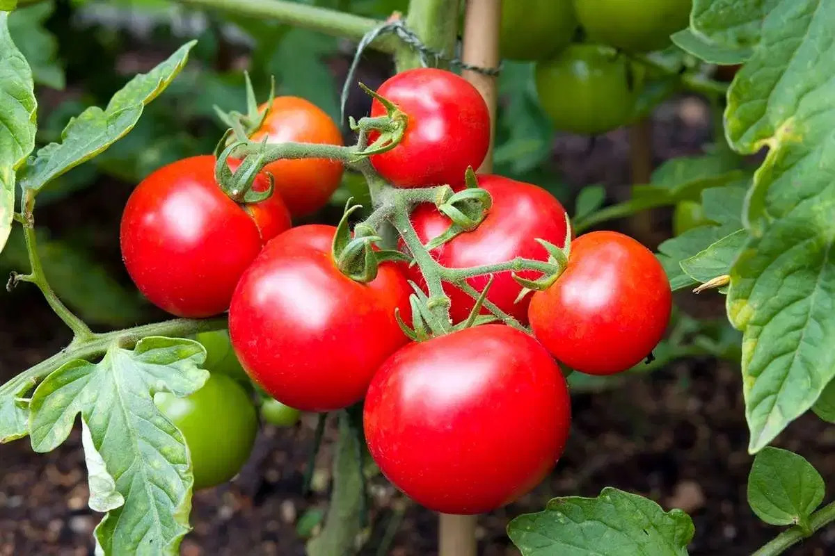 ۱.۵ هکتار زمین کشاورزی برا اجاره کشت گوجه