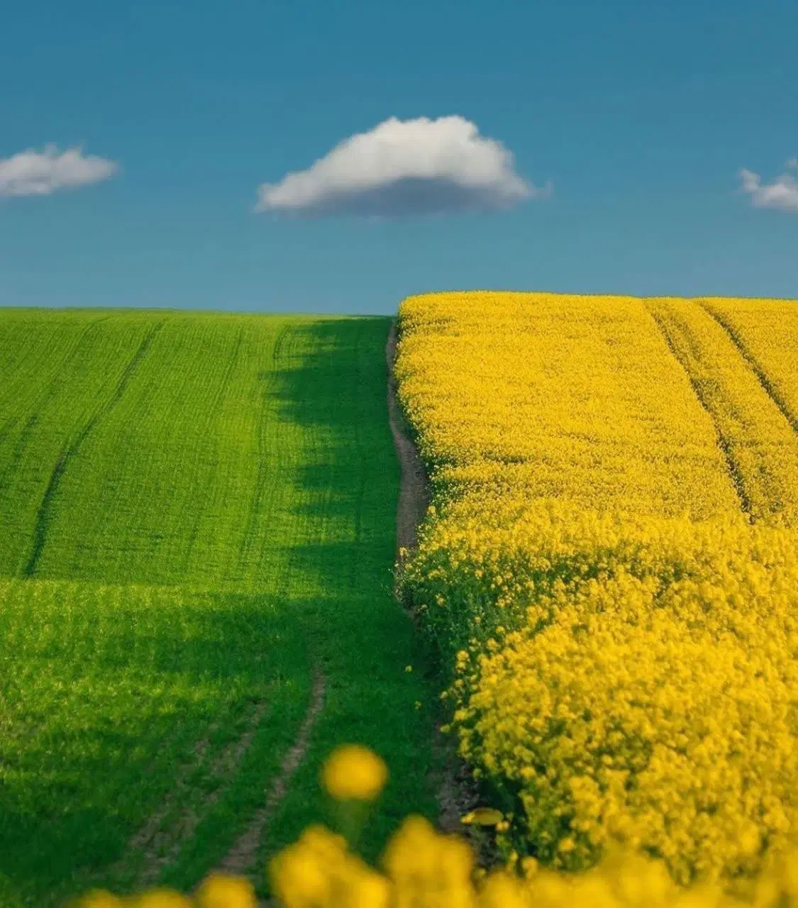 زمین برای احداث باغ