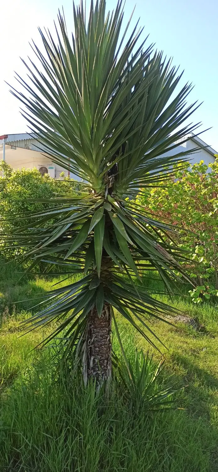 ۵ هکتار زمین مسکونی