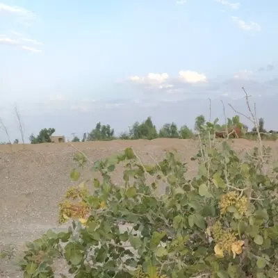 یک قطعه زمین