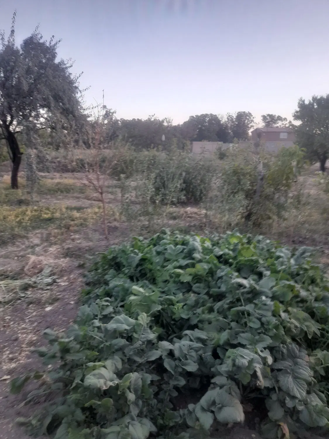 باغ روستای زاوشت