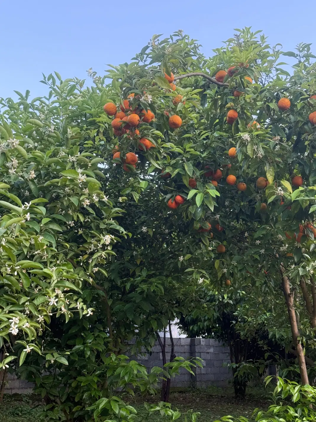 زمین باغی