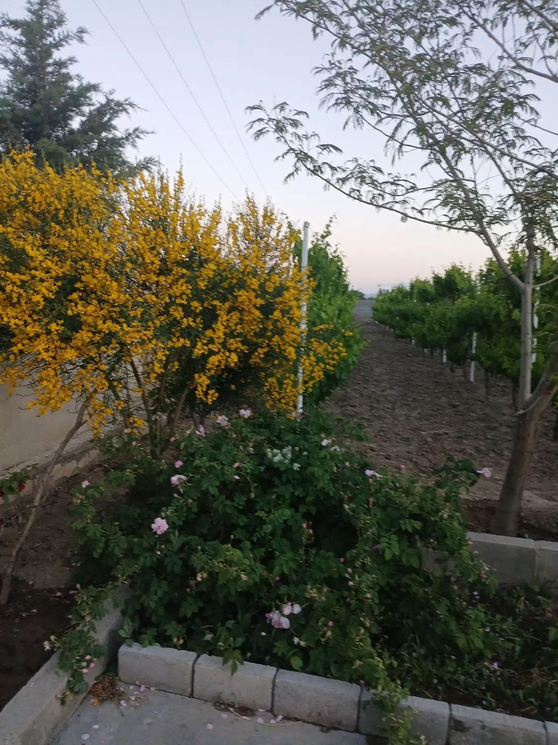 باغ انگور وسایرمیوجات 3500متر