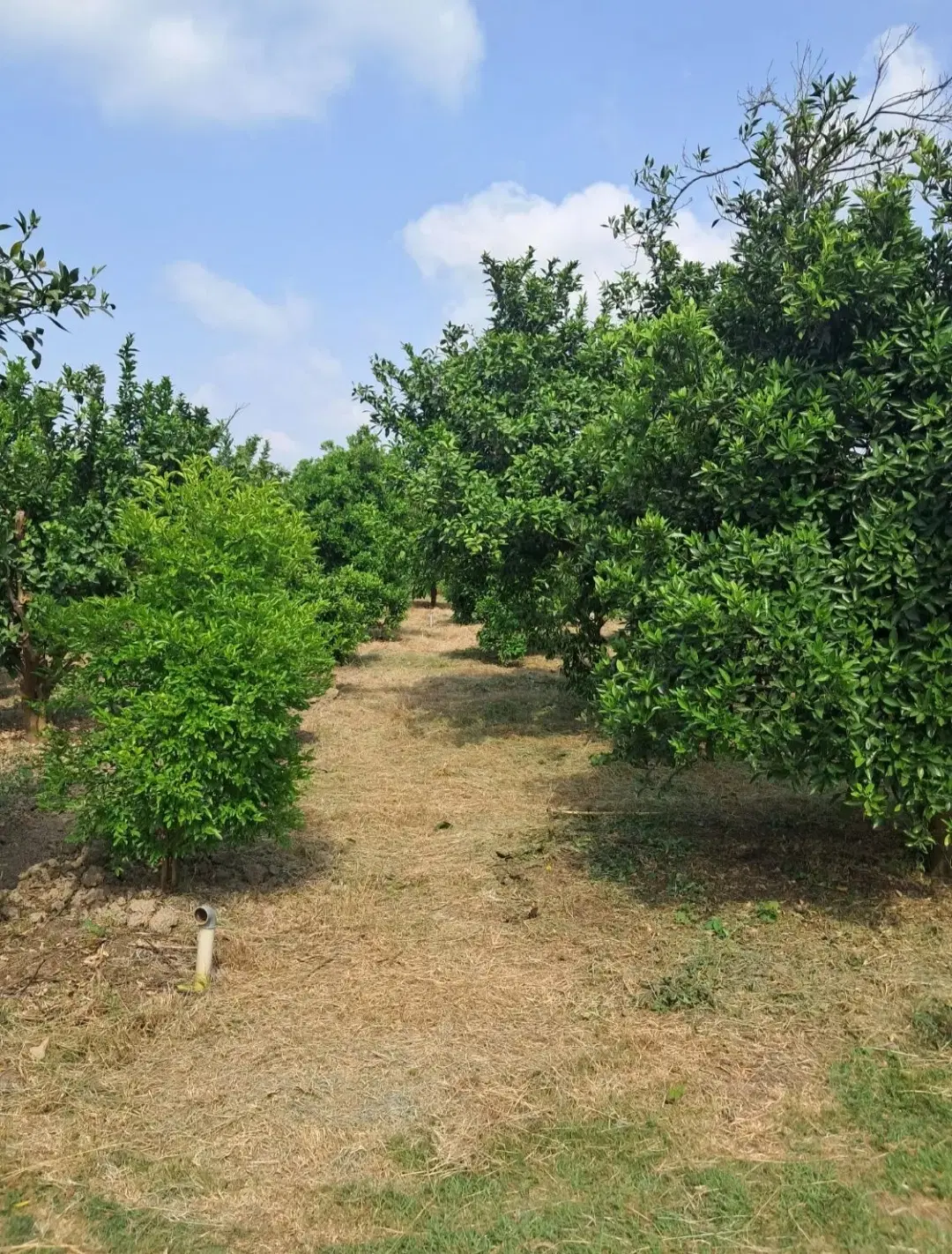 233متر زمین _بابل قائمیه_دارای آب و برق