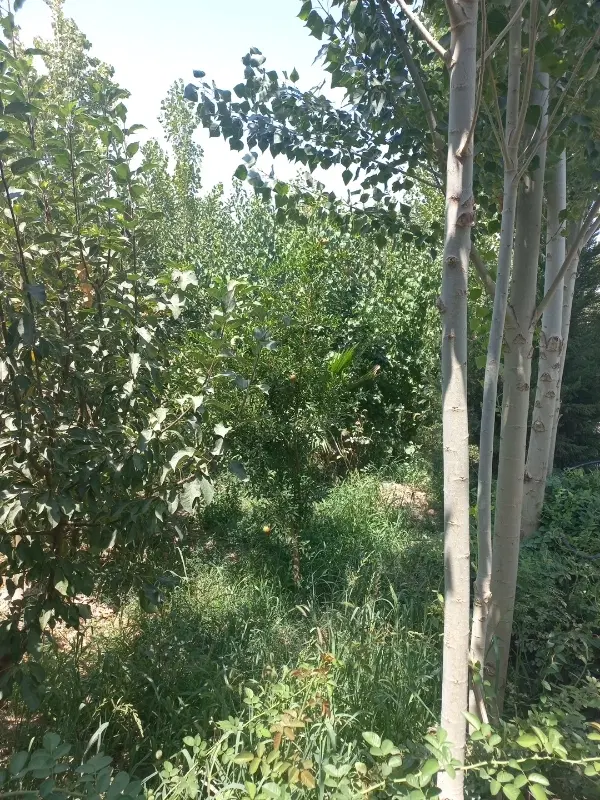 110 هکتاری