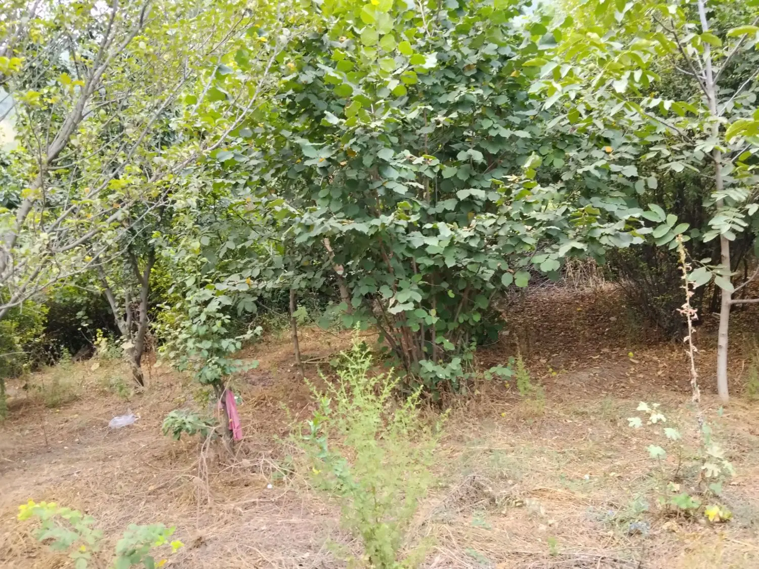 زمین‌ تجاری فروشی براصلی کمربندی شهید کوهساری