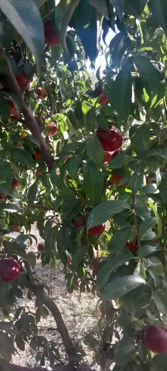 فروش  زمین دارای مجوز چاه و گلخانه