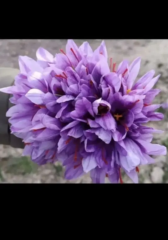 مزرعه زعفران