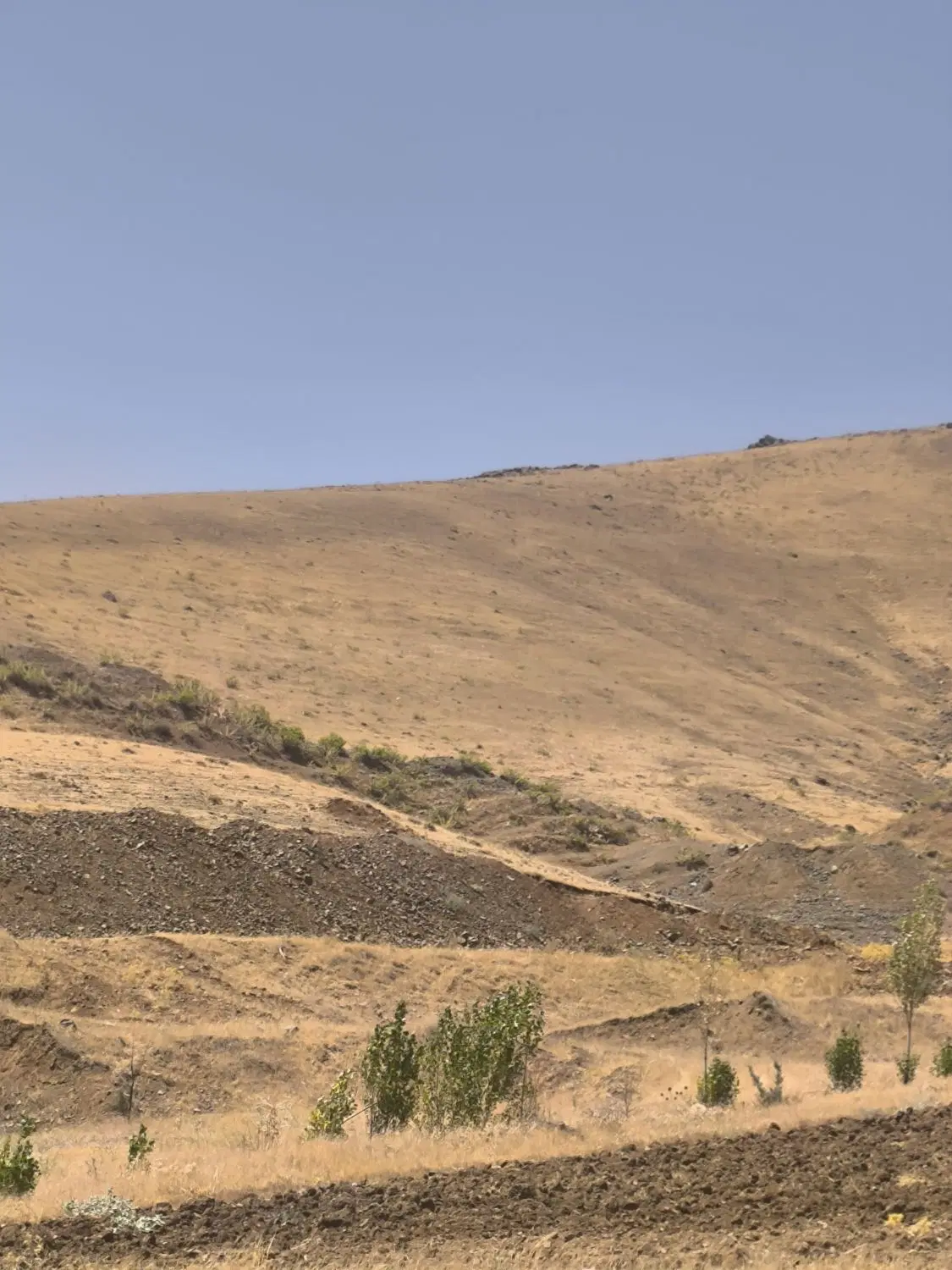 زمین دیم