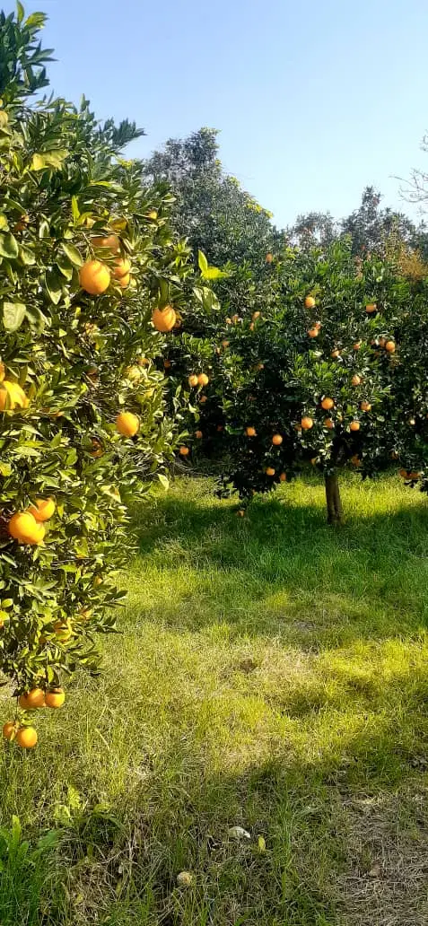 فروش زمین