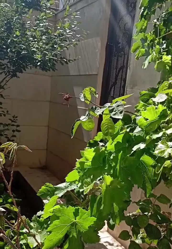 واحد زیر همکف افتابگیر خیابان فضای سبز
