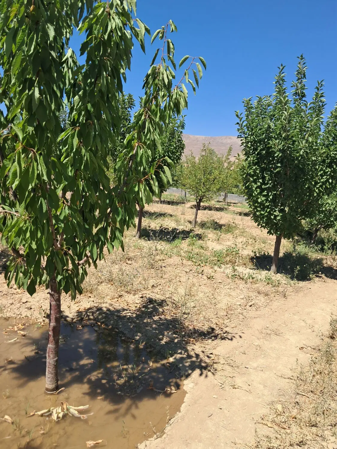 باغ ۱۰۰۰ متری دونبش سرسبز گلبهار خیج جمعاب ابقد