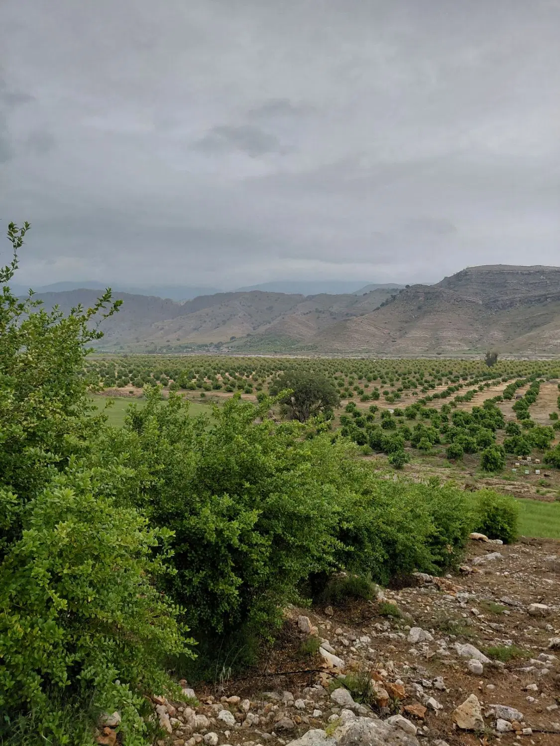 فروش  زمین 362 متری سند تک برگ. گلستان 6