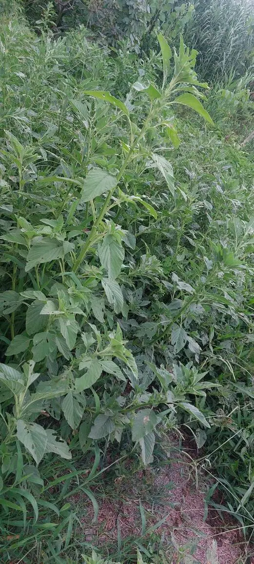 زمین261متر(طرح هادی)طرح آینده خوب زمین