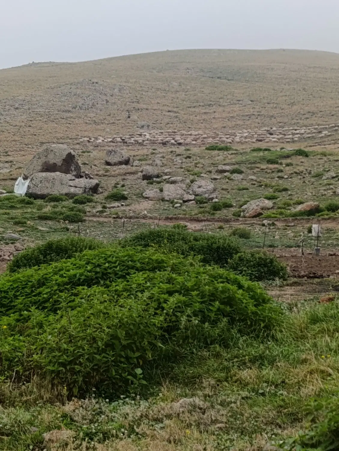 زمین مسکونی در روستای آقبلاغ