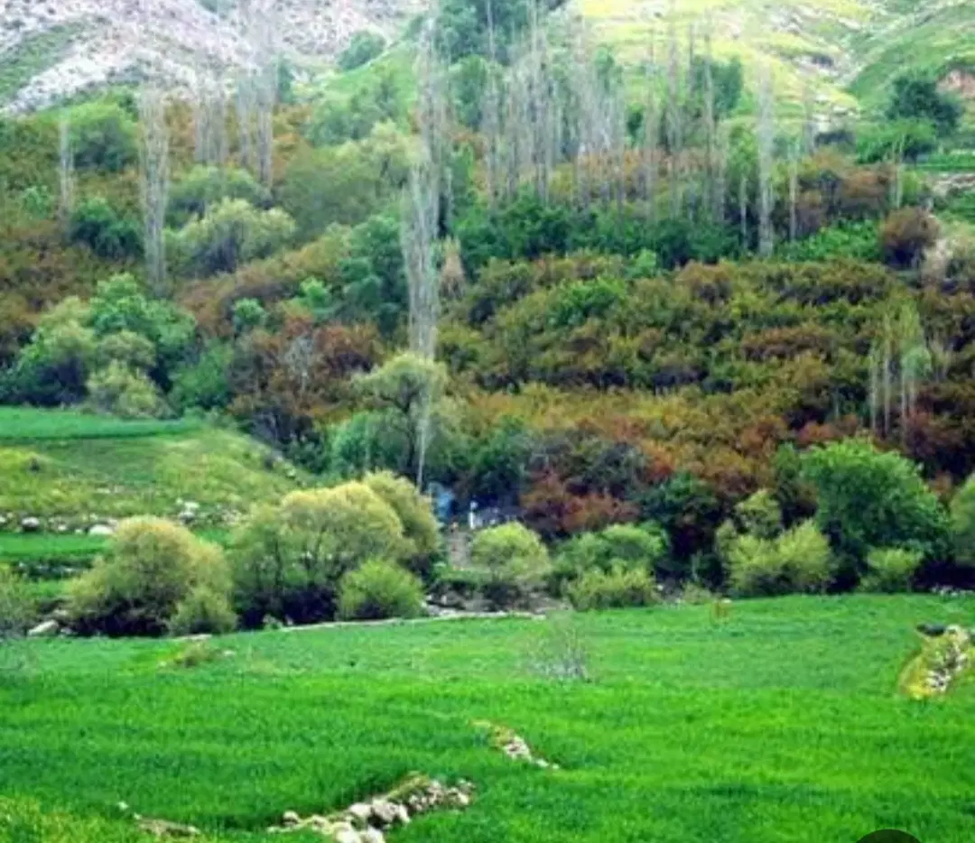 زمین باغملک خیابان لاله ۸