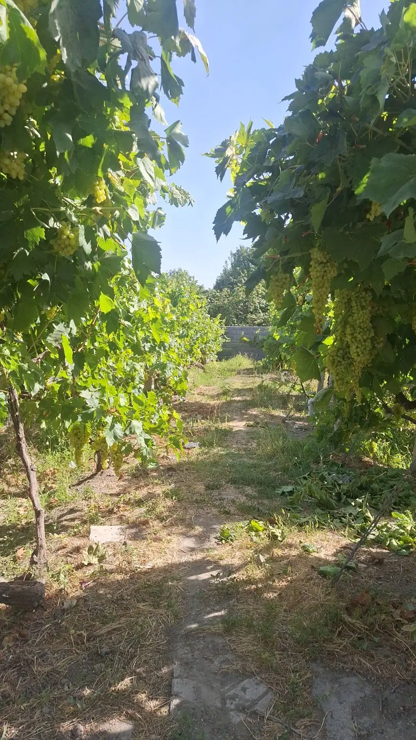 باغ ۸۰۰ متری روستای ترکمان