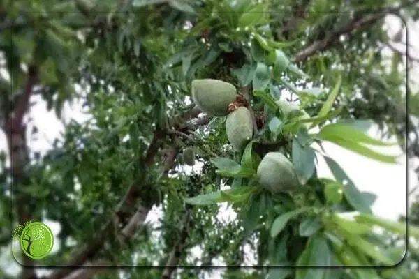 باغ