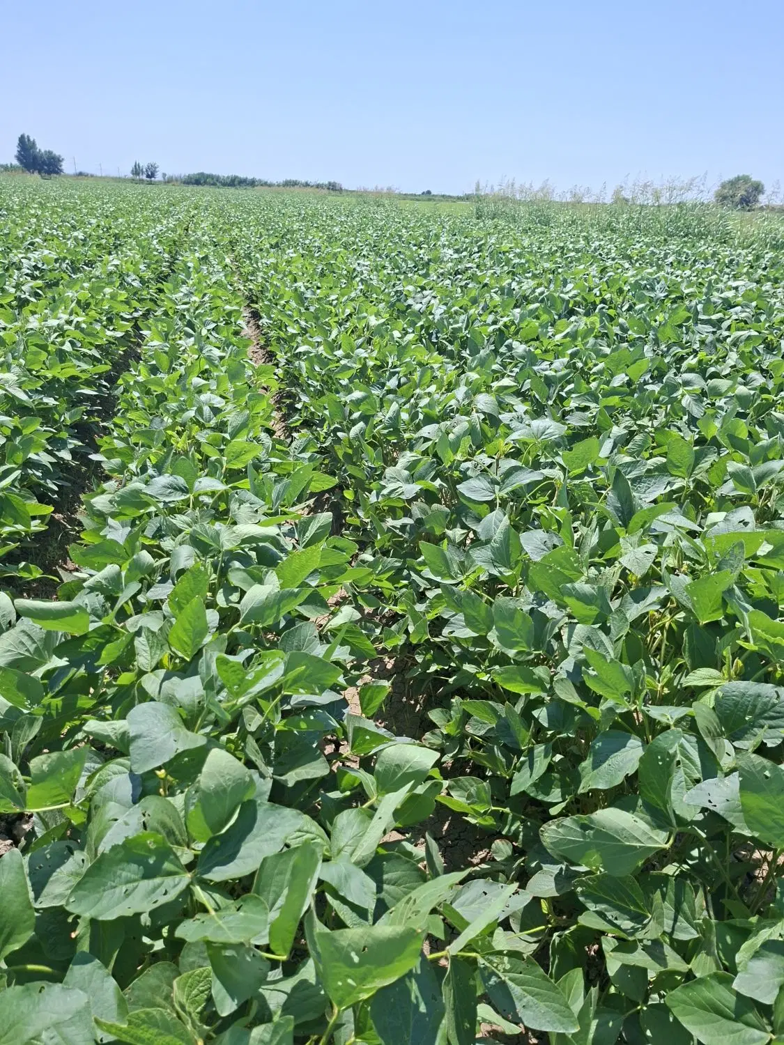 جای گندم  به کشت بادام اجاره داده میشه