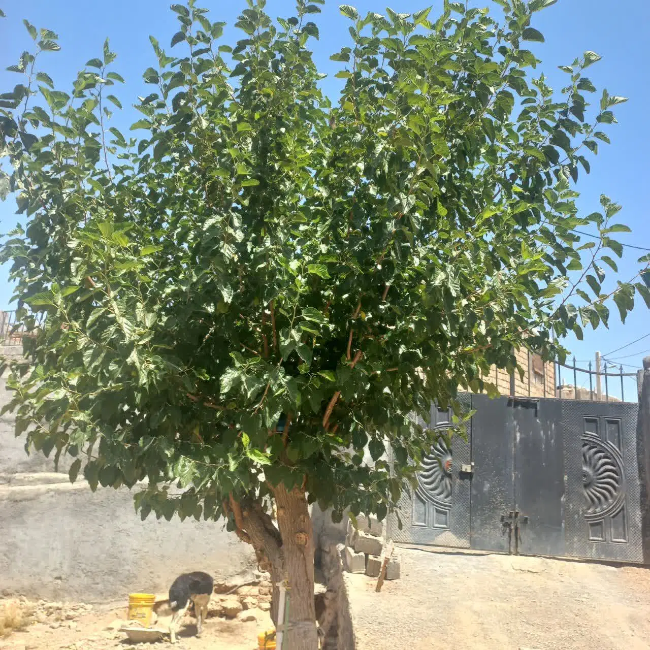 رهن و اجاره منزل در شهر زاینده رود
