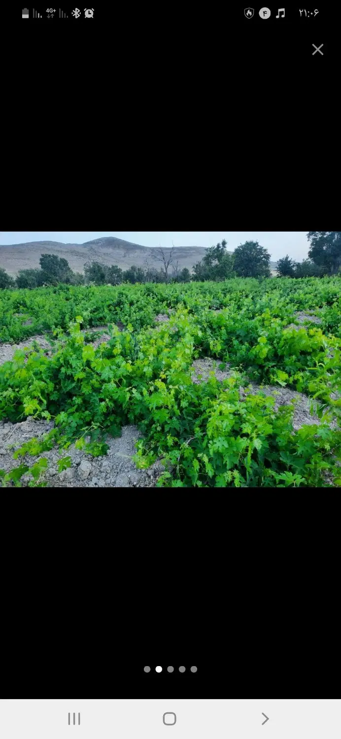 فروش باغ انگوری.روستای گردش گری عقیل اباد