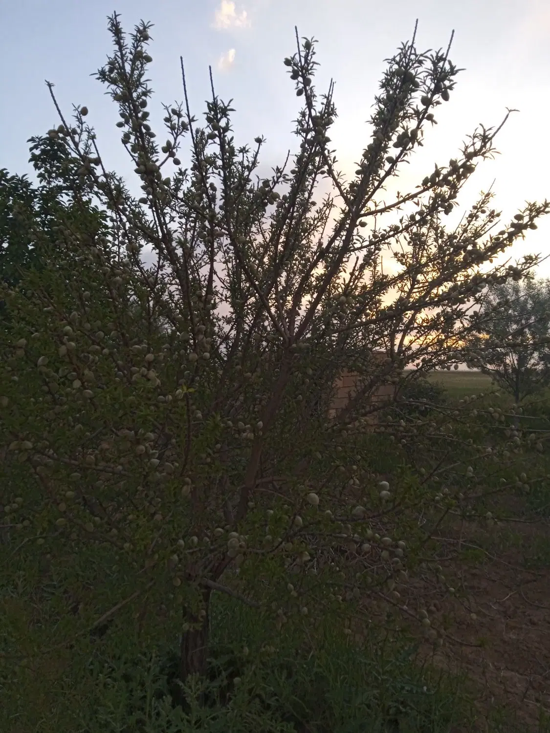 باغ بادام و انگور دارای سند ولی و برق