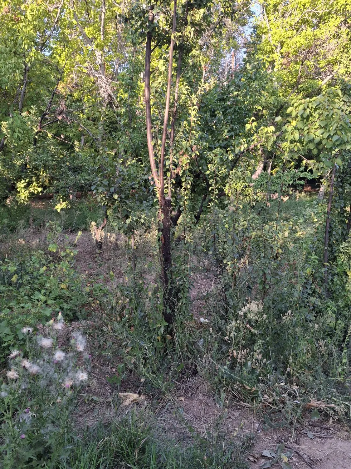 ۴_۵من باغ واقع در نیستان چشمه علی