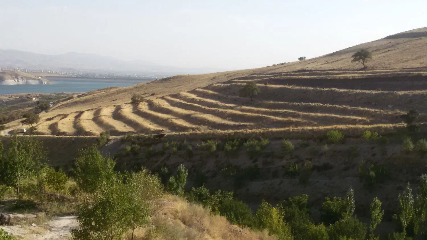 زمین آماده احداث باغ جهت مشارکت