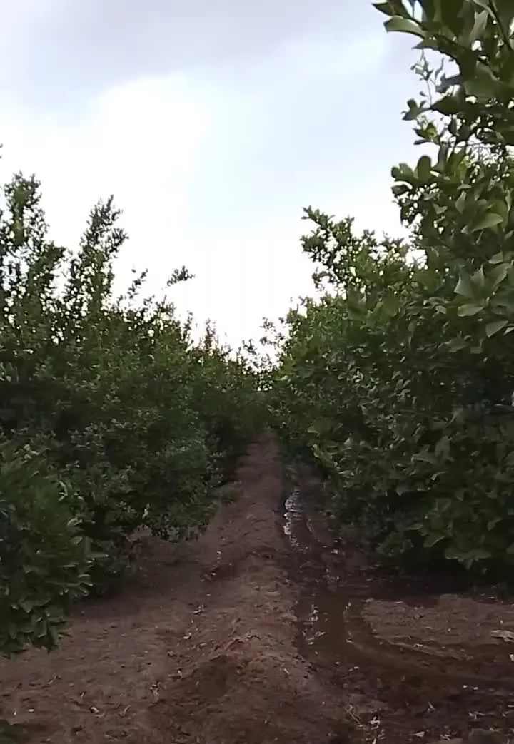 باغچه برقدار