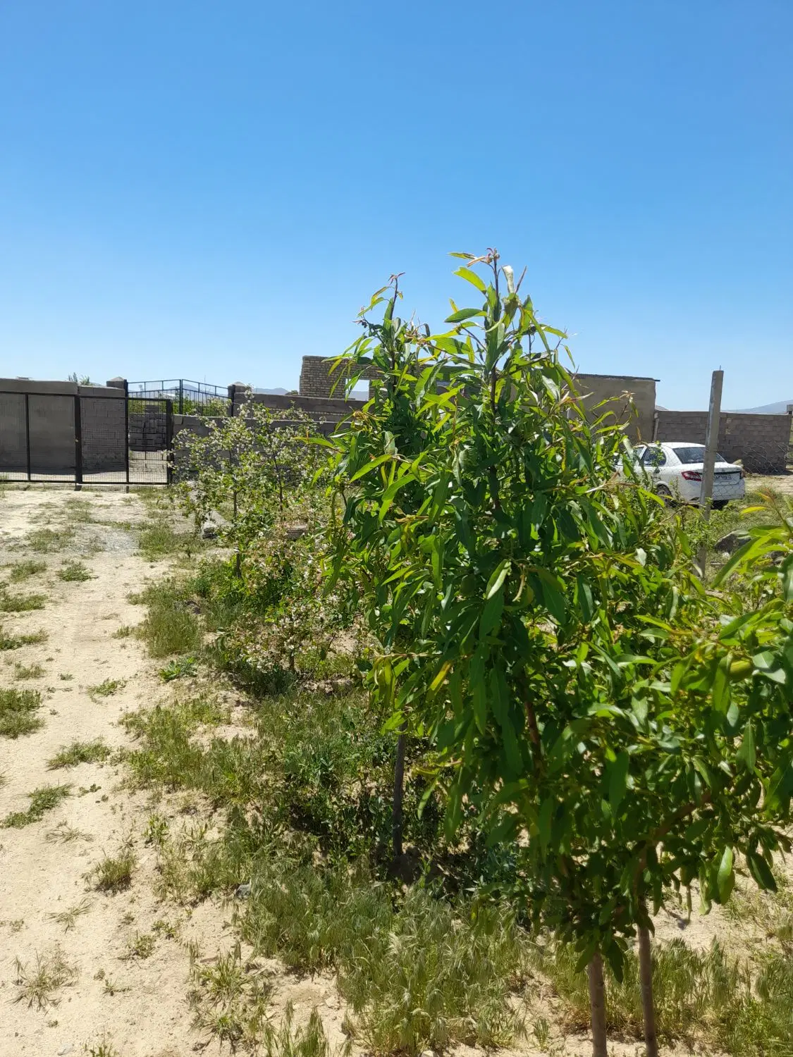 ۶۰۰ متر باغ شورین